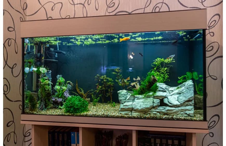 Co jest potrzebne do pierwszego akwarium: lista niezbędnego wyposażenia