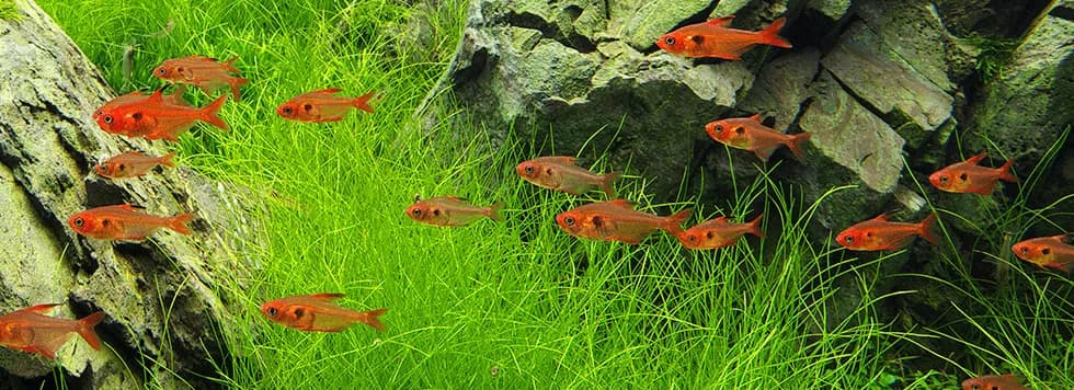 Gdzie kupić rybki do akwarium - najlepsze miejsca i porady dla akwarystów