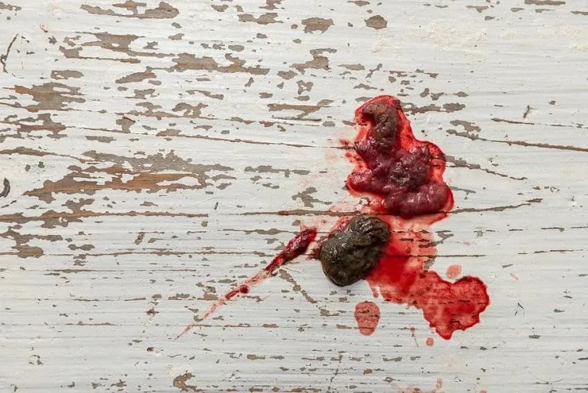 Krew w kale u psa: Co robić, gdy zauważysz krew w stolcu?