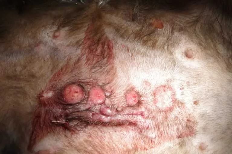 Wrzody u kota: objawy, przyczyny i jak skutecznie leczyć