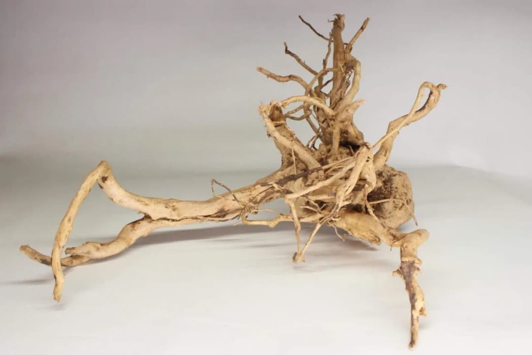 Jakie drewno do akwarium wybrać - kompletna lista bezpiecznych gatunków