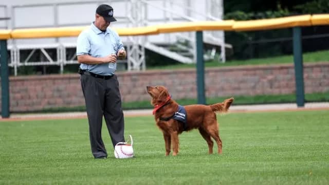 Bat dog - poznaj niezwykłe psy pomagające w meczach baseballowych