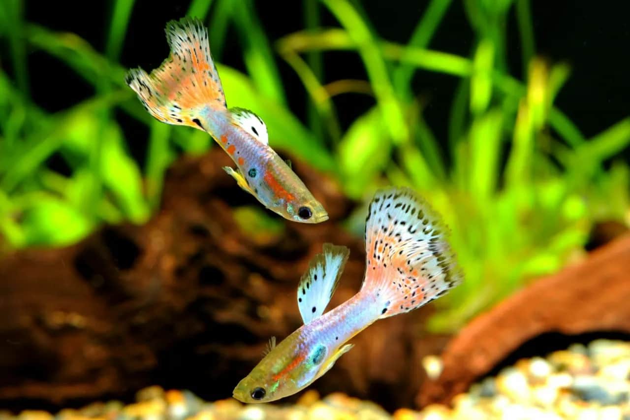 Jak długo żyją gupiki? Odkryj sekrety ich długowieczności