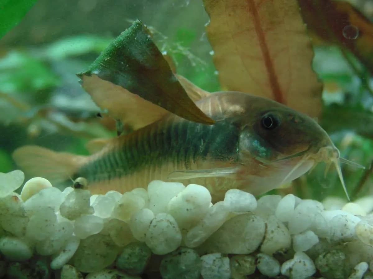 Jakie rybki do akwarium 54l - idealne gatunki i ich wymagania