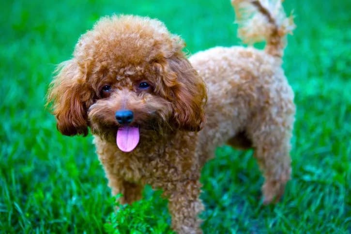 Bardzo małe pieski domowe - Małe rasy dla miłośników psów