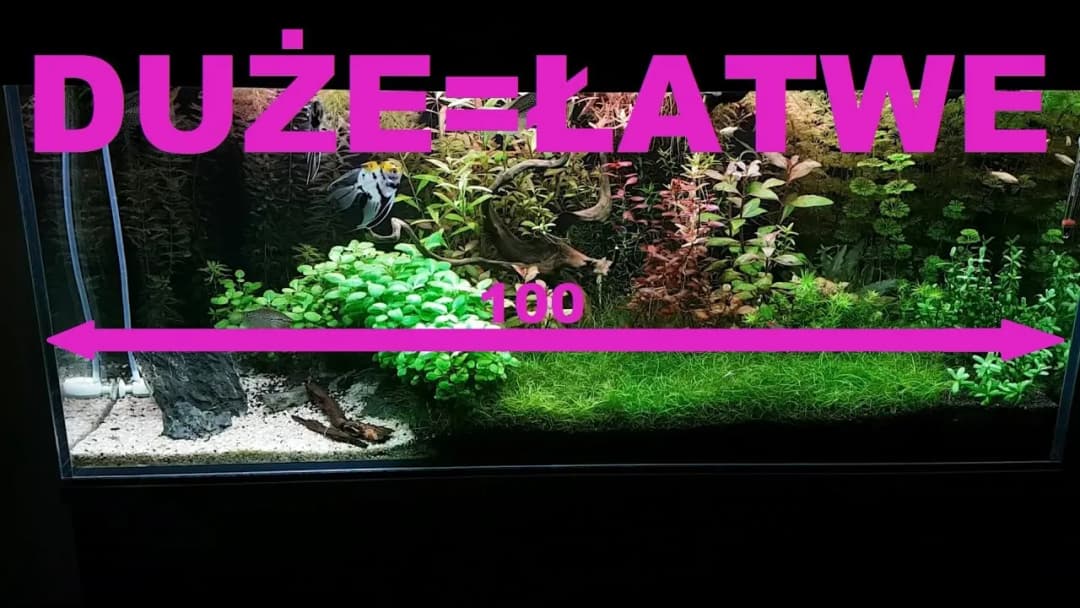 Jak obliczyć pojemność akwarium w 4 prostych krokach: praktyczny poradnik