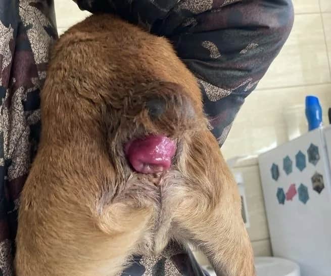 Zaczerwieniony odbyt u psa: Przyczyny, objawy i skuteczne metody leczenia.