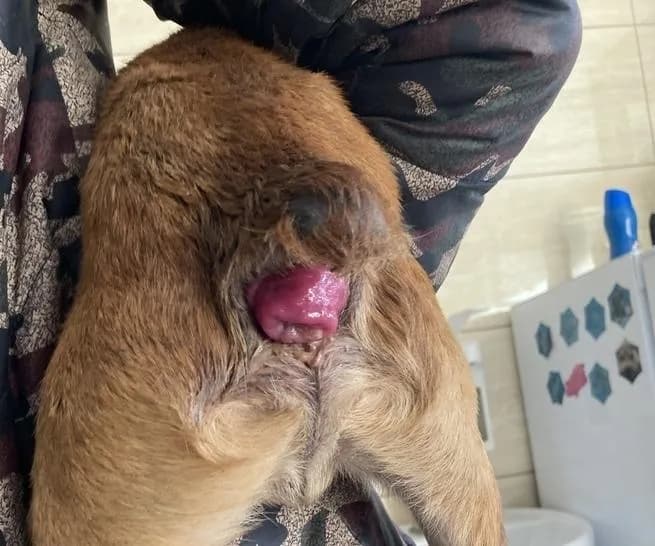 Zaczerwieniony odbyt u psa: Przyczyny, objawy i skuteczne metody leczenia.