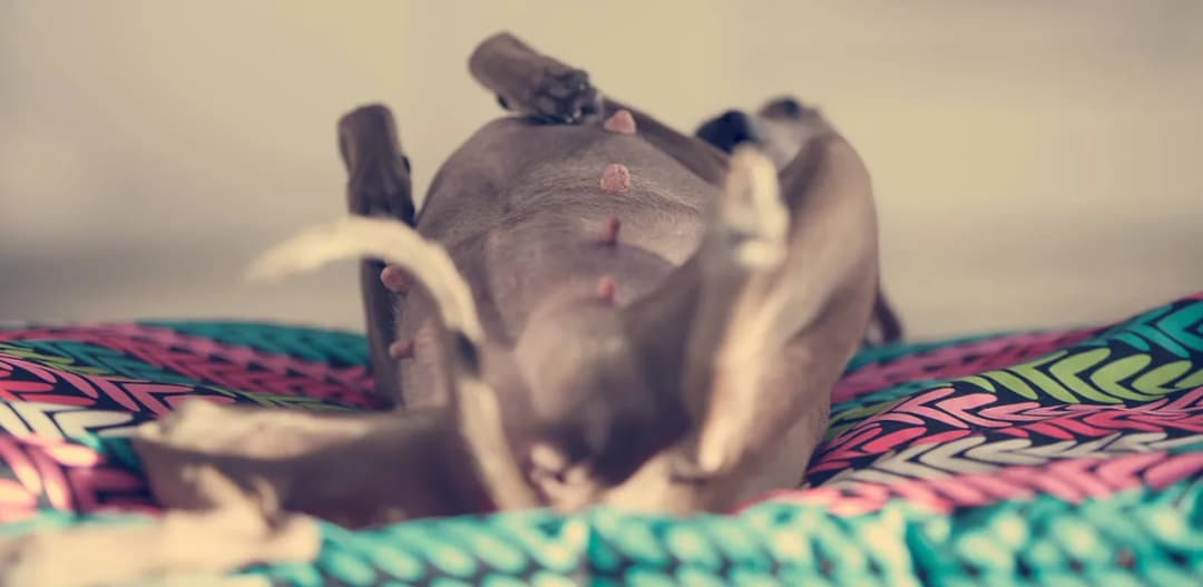 Dokładny kalendarz ciąży suki dzień po dniu: dowiedz się co Cię czeka