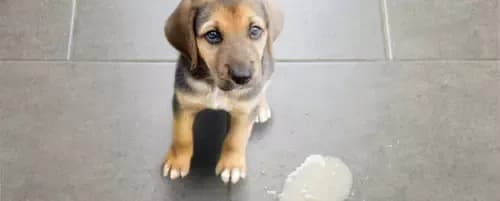 Co robić, gdy pies wymiotuje - przyczyny, objawy i pierwsza pomoc