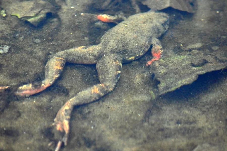 Jak zimują żaby? Odkryj ich niezwykłe przystosowania do zimy