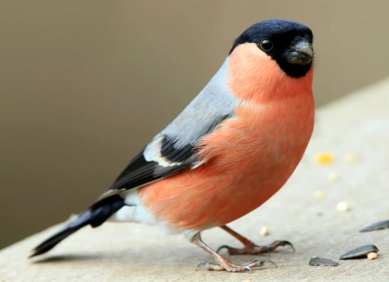 Jakie ptaki zimują w Polsce? Lista gatunków, ciekawostki i obszary występowania