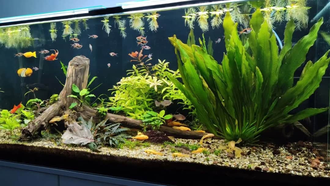 Jak Prawidłowo Dozować Sól Akwarystyczną - Optymalna Dawka do Słodkowodnego Akwarium