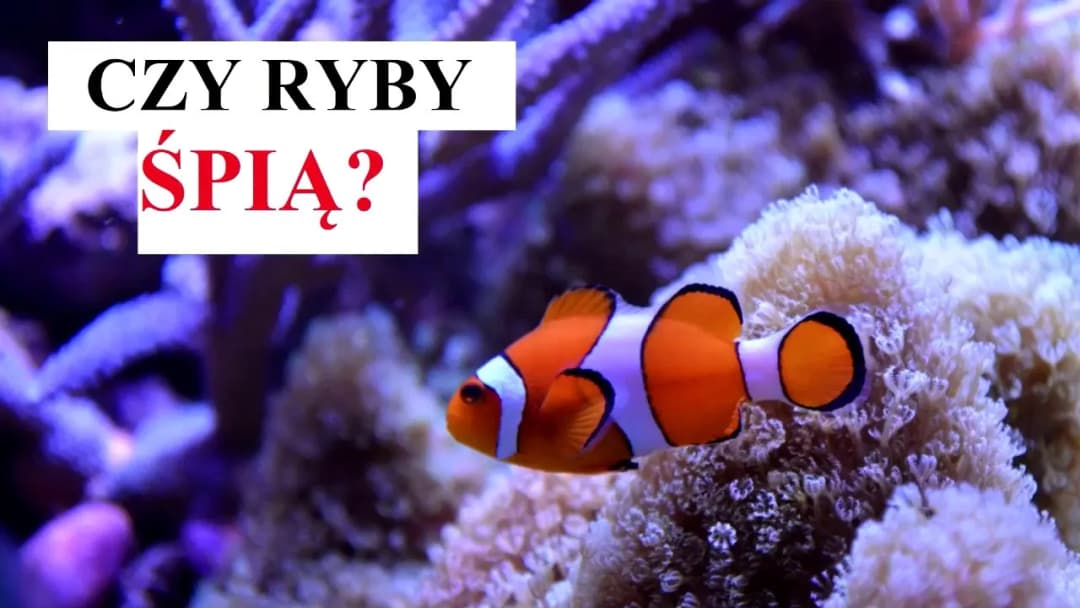 Poznaj fascynujący sposób w jaki śpią rybki w akwarium - kompletny poradnik