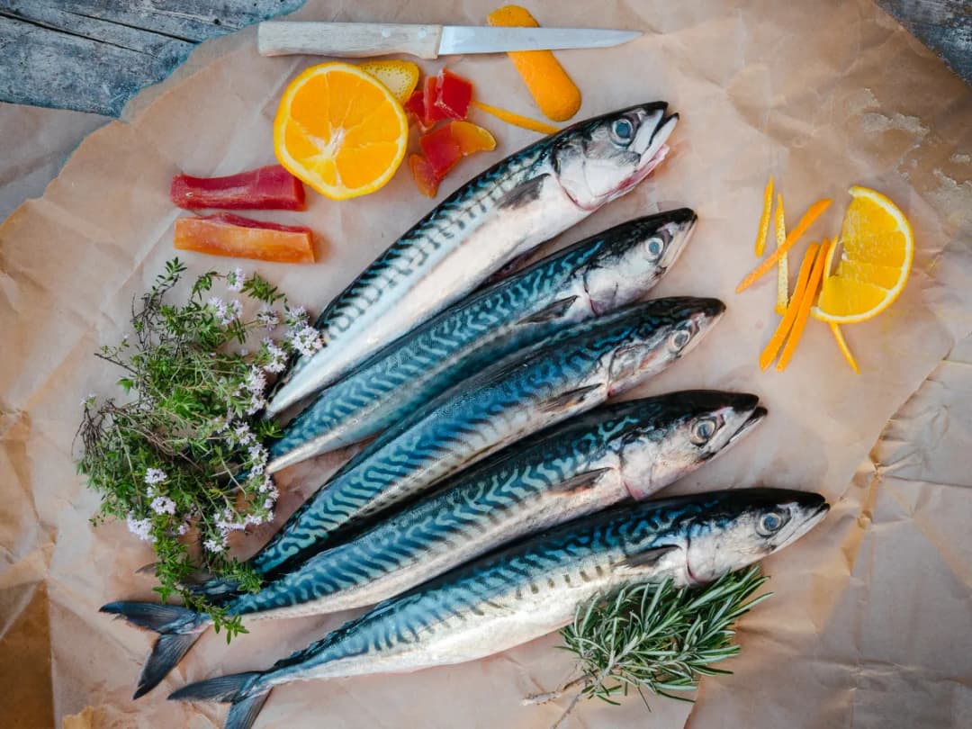 Czym się żywi makrela? Odkryj jej zaskakującą dietę morską