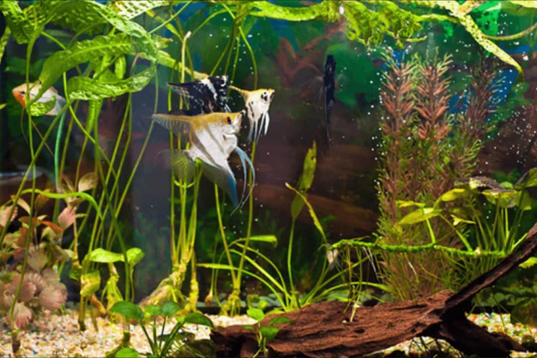 Ile wody destylowanej dodać do akwarium? Najlepsze proporcje wody destylowanej i kranowej do zdrowego akwarium.