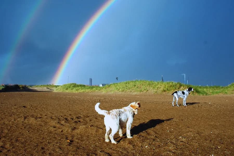 Czy pies za tęczowym mostem jest szczęśliwy? Poruszająca historia straty