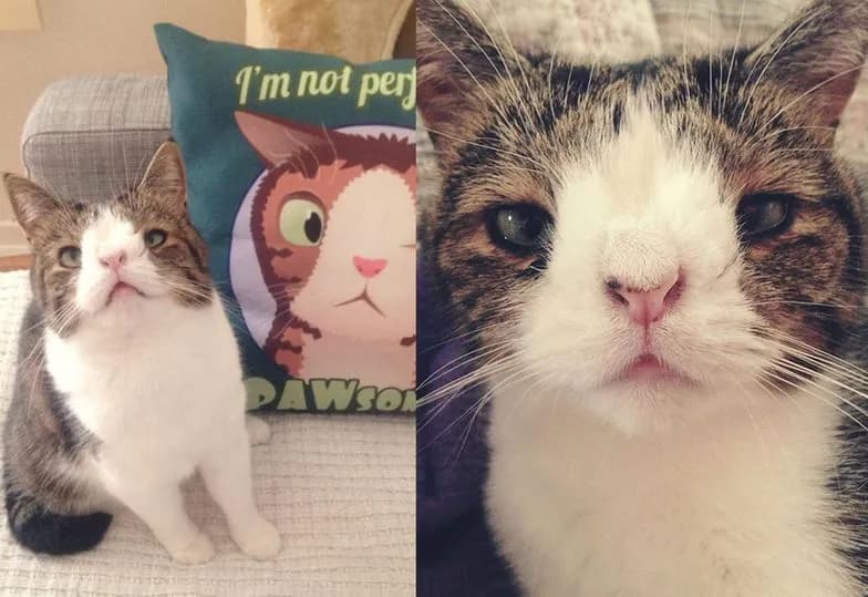 Kot z zespołem Downa: Co warto wiedzieć o tej rzadkiej przypadłości?