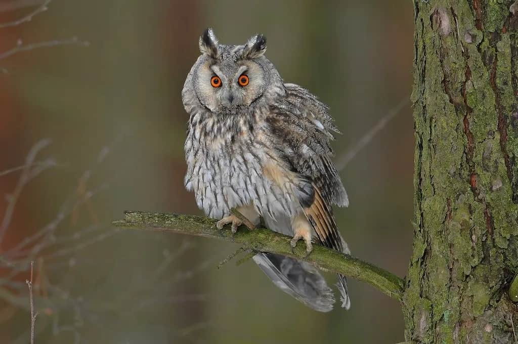 Gdzie zimuje sowa? Odkryj tajemnice ich zimowych schronień w Polsce