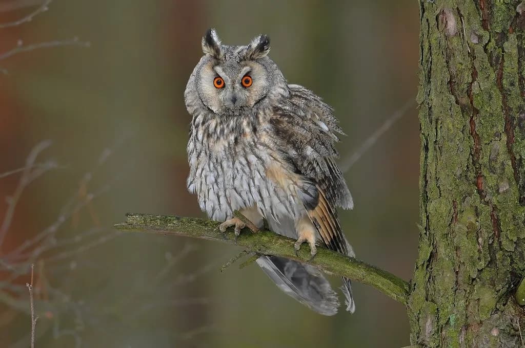 Gdzie zimuje sowa? Odkryj tajemnice ich zimowych schronień w Polsce