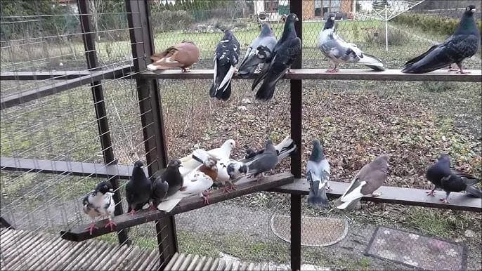 Gdzie zimują dzikie gołębie? Odkryj ich tajemnicze miejsca schronienia