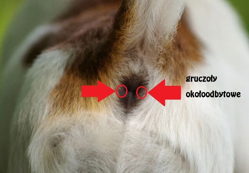 Wydzielina z odbytu u psa: co oznacza i jakie są przyczyny?