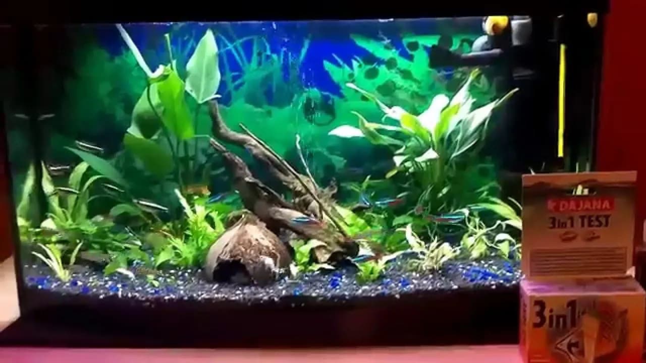 Skuteczne sposoby jak zmiękczyć wodę w akwarium: 5 sprawdzonych metod