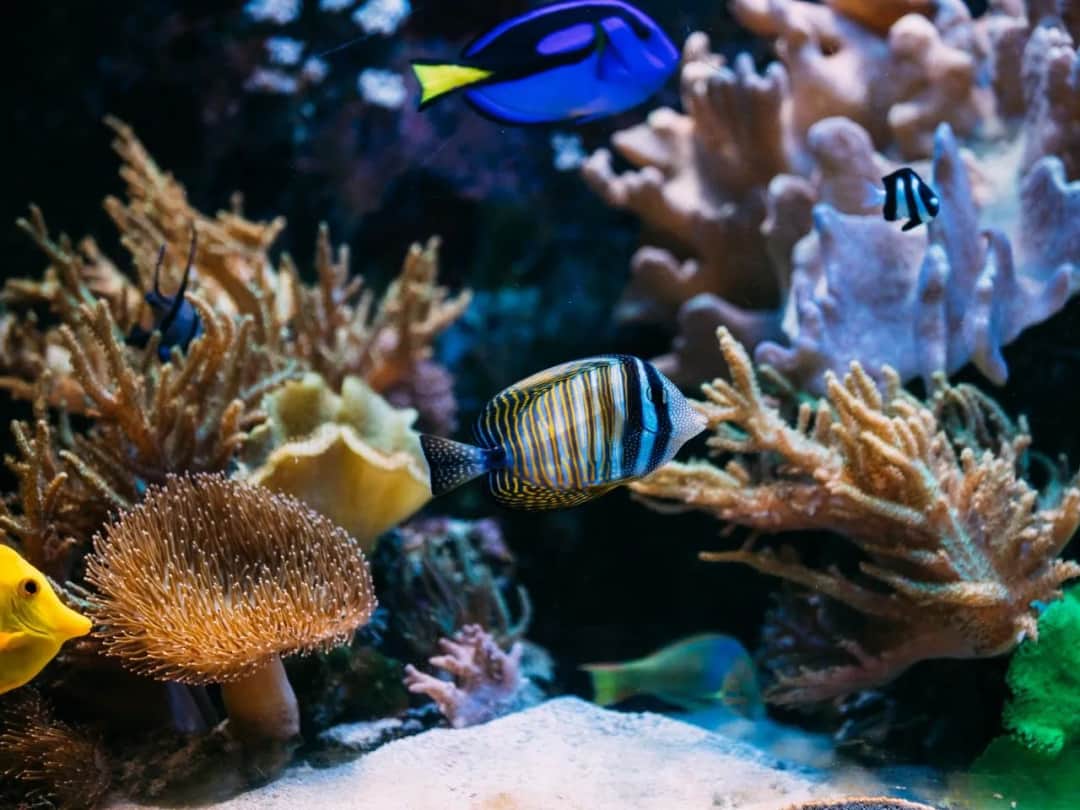 Jakie ryby do akwarium 200l - najlepsze gatunki i ich wymagania