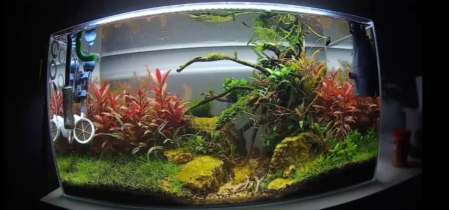 Dlaczego czerwone światło w akwarium jest tak ważne dla roślin i ryb?