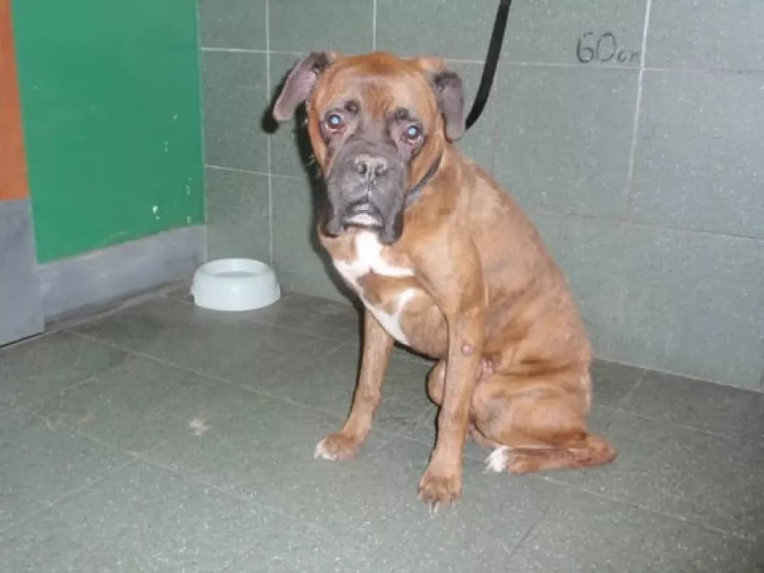 Boksery do adopcji: kompletny poradnik dla przyszłych opiekunów rasy