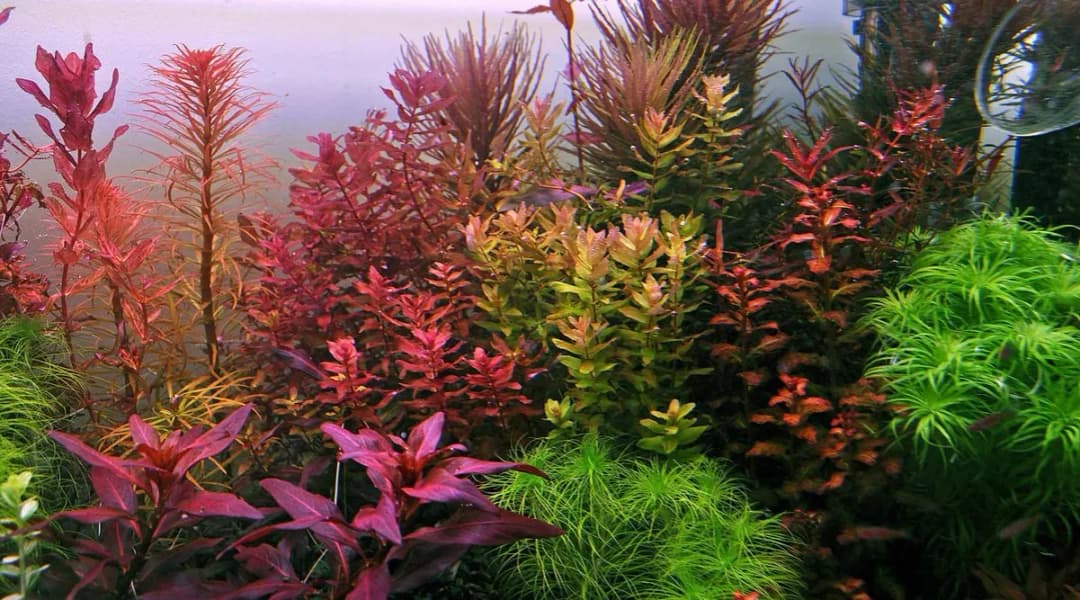 Dlaczego czerwone światło w akwarium jest tak ważne dla roślin i ryb?