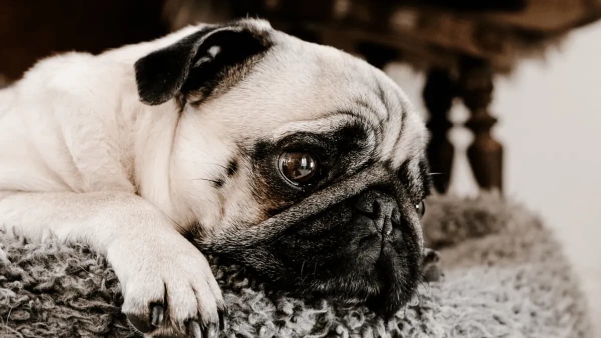 Co z psem jak zdechnie i jakie masz możliwości: legalne sposoby utylizacji