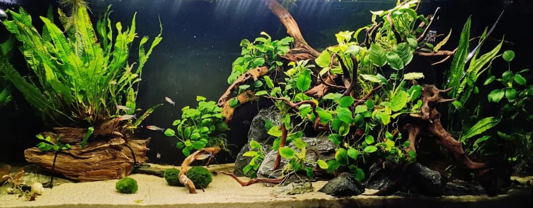 Najlepsze podłoże do akwarium: wybierz idealne dno dla ryb