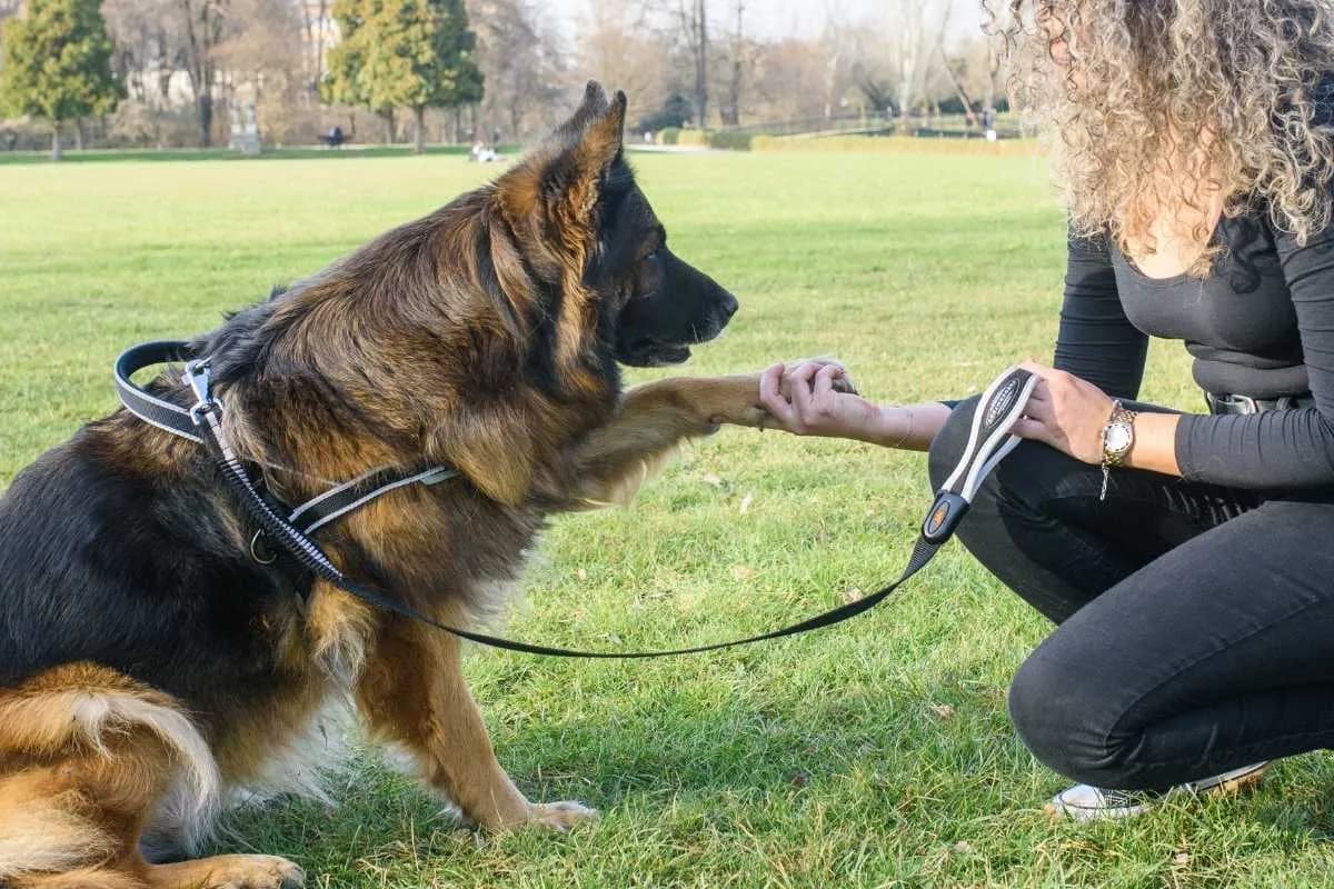 Jak dobrać szelki dla psa owczarka niemieckiego: kompletny poradnik 2025