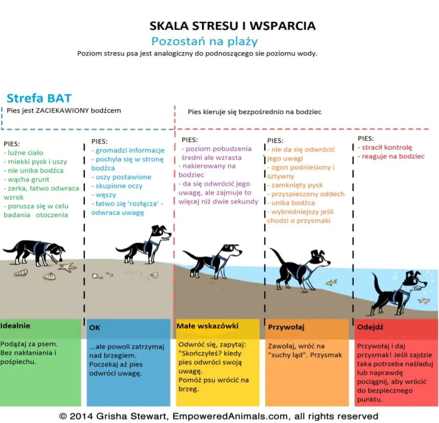 Skuteczne metody jak pracować z psem lękliwym - praktyczne wskazówki