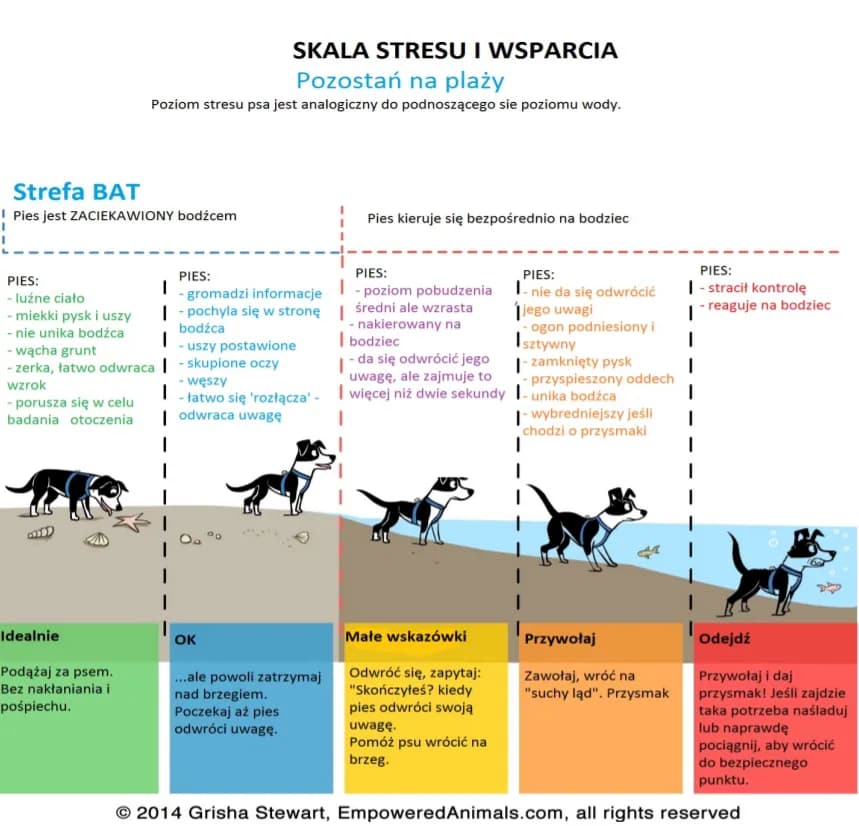 Skuteczne metody jak pracować z psem lękliwym - praktyczne wskazówki