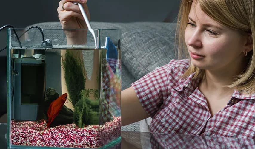 Sprawdzone porady: jakich kamieni nie dawać do akwarium - poradnik praktyczny