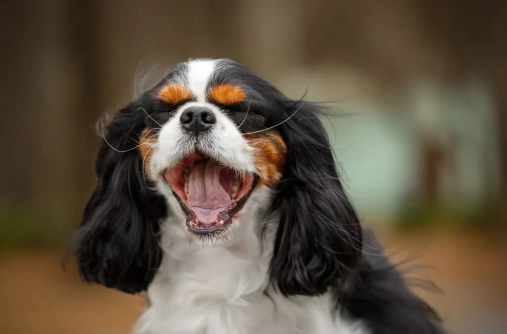 Pies cavalier king charles spaniel czarny podpalany - cechy i charakterystyka
