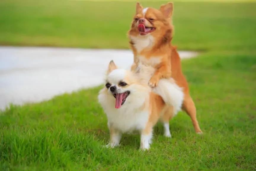 Dlaczego twój pies rucha psa: poznaj przyczyny i skuteczne rozwiązania