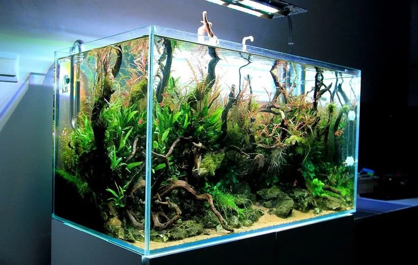 Ile octu dodać do akwarium? Kompletny przewodnik dla akwarystów