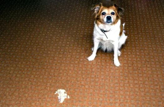 Dlaczego pies wymiotuje żółcią i co z tym zrobić: przyczyny i leczenie