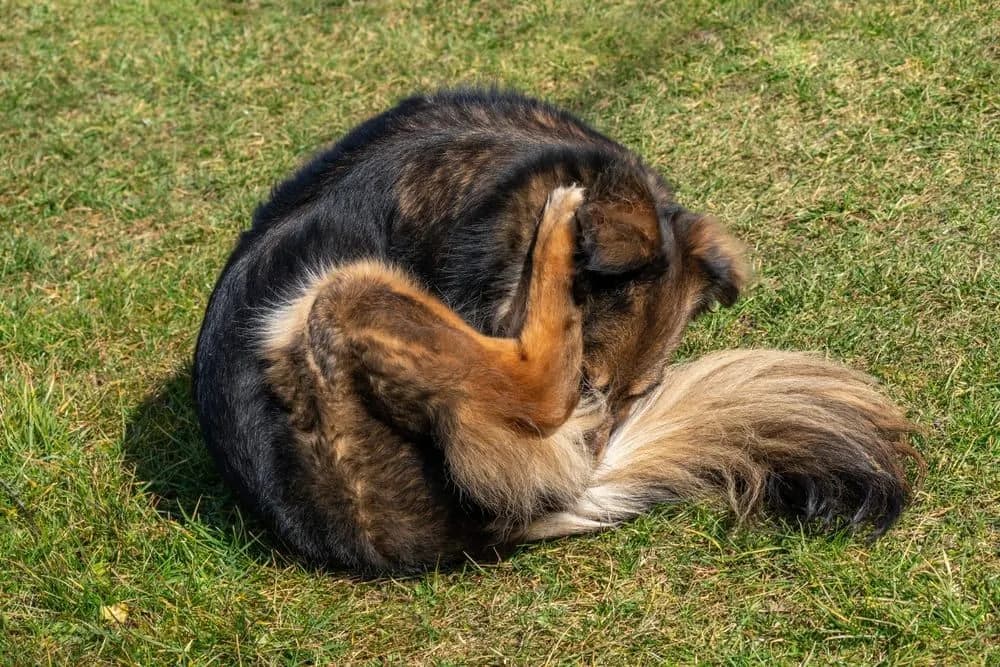 Pies saneczkuje: Co to oznacza i jak należy zareagować na to zachowanie?