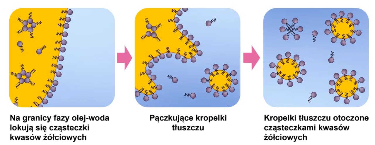 Trawienie tłuszczy u psa: problemy, przyczyny i schemat trawienia
