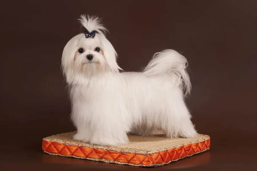 Najpopularniejsze fryzury dla maltańczyków z galeriami zdjęć i poradami