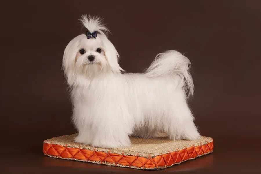 Najpopularniejsze fryzury dla maltańczyków z galeriami zdjęć i poradami