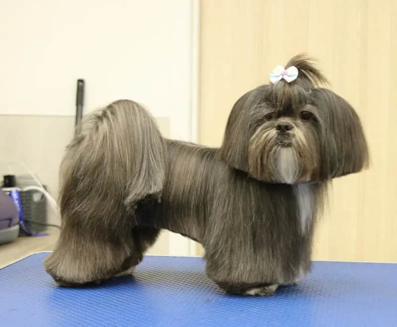 Najmodniejsze fryzury dla samca shih tzu - wszystko co musisz wiedzieć