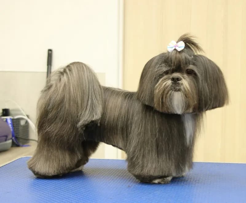Najmodniejsze fryzury dla samca shih tzu - wszystko co musisz wiedzieć