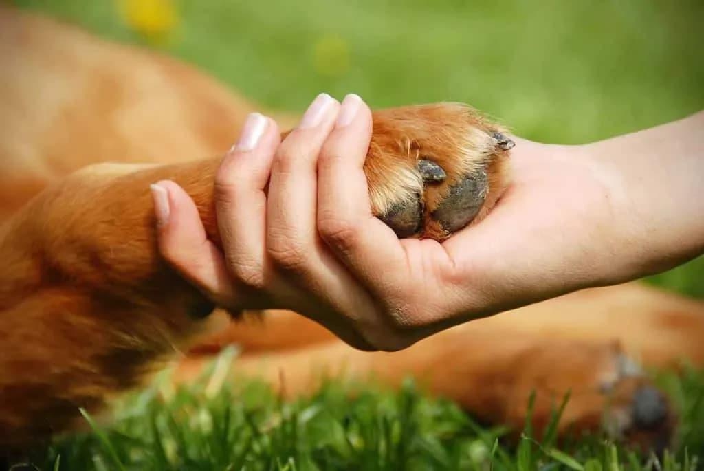 Nagłe przypadki bólu łapy u psa: jak reagować i zapewnić pomoc