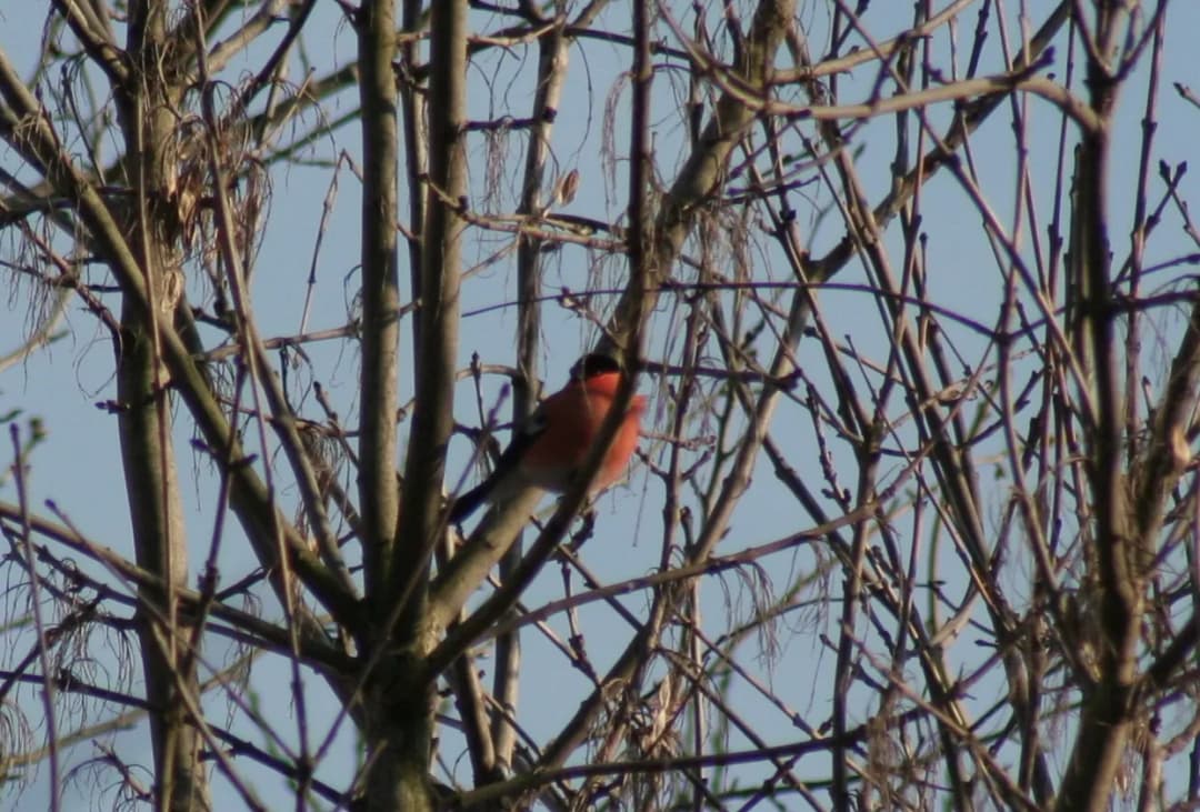 Gdzie zimuje gil ptak? Odkryj jego ulubione miejsca w Polsce
