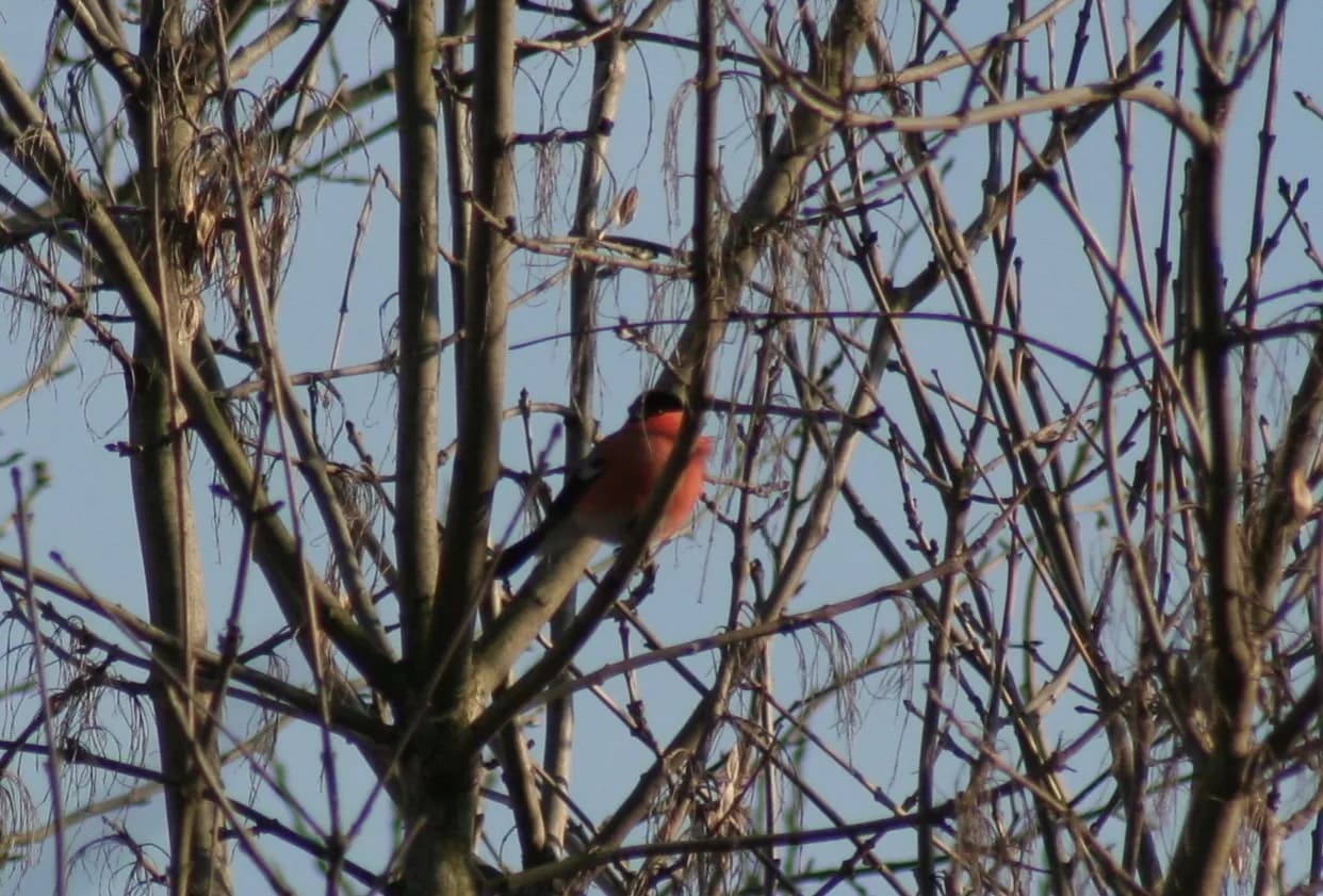 Gdzie zimuje gil ptak? Odkryj jego ulubione miejsca w Polsce